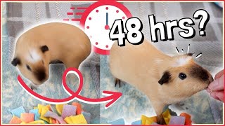 2 Day Challenge Teaching a Guinea Pig the Circle Trick [upl. by Hilly]