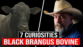 🔴 7 Curiosities Of The Black BRANGUS Cattle Breed✅ Biggest Bulls And Cows brangus [upl. by Lyall]