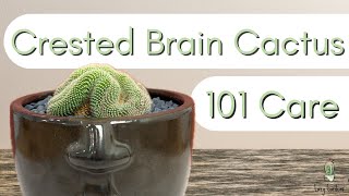 Crested Brain Cactus┃Mammillaria Cristata [upl. by Deppy]