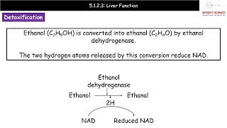 A Level Biology  5123  Liver Function [upl. by Daley]