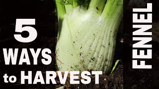 5 Ways to Harvest Fennel from the Garden and in the Wild [upl. by Anitsirk857]