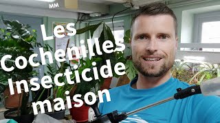 TUTO Reconnaître les cochenilles farineuses et fabriquer un insecticide bio maison [upl. by Squire]