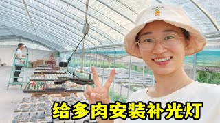 媳妇花几千块买补光灯养多肉，老公辛苦安装，测试各牌子效果如何 [upl. by Psyche]