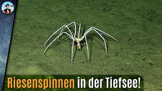 Gigantische Spinnen in der Tiefsee Wie groß werden sie [upl. by Aihtnic]