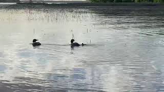 Pelican Lake MN Loons [upl. by Ynaittirb663]