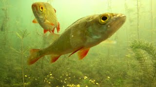 Footage of Perch Roach and Rudd in clear water [upl. by Leitao]