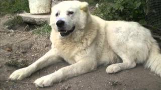 TUROK MASTINO ABRUZZESE [upl. by Quigley]