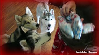 Husky Puppies FIRST Christmas 🎄 Dogs Opening Christmas Presents [upl. by Coltson]