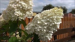 Hydrangea paniculata Phantom at Arley Severn Valley Railway 220815 and KC [upl. by Hultgren839]