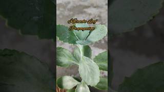 Propagation of Kalanchoe Fedtschenkoi from leaves 🍃🌿 gardening Propagation Kalanchoe plantcare [upl. by Pollerd]