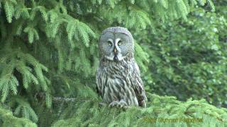 GREAT GREY OWL Lappuggla Strix nebulosa Klipp  38 [upl. by Mcnamee181]