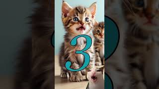 💥 5 Fascinating Facts About Cat Sociability You Didnt Know cats catlovers interestingfacts [upl. by Procter]