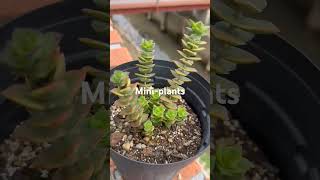 Outdoor plants amp decorative plants ornamentalsindoorplantloveroutdoorplants shortvideoviral [upl. by Barsky]