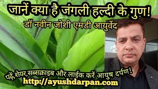 Medicinal importance of Haridra Curcuma species [upl. by Airod]