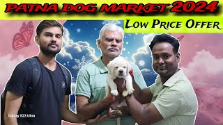 Labrador In Bihta  Labrador Price In Bihta  Chepest pet shop in Bihta [upl. by Atahs202]