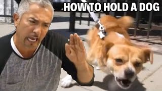 How To Solve Small Dog Syndrome Napoleon Complex  Cesar 911 Season 1 Ep 2  Part 2 [upl. by Yslek]