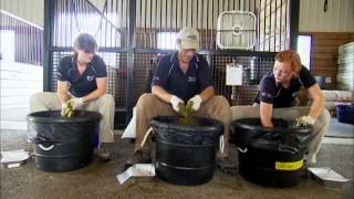 Dirty Jobs Horse Tester Videos Discovery Channel2 [upl. by Tiga]