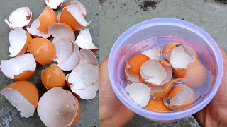 YOU WILL NEVER THROW AWAY EGGSHELLS IF YOU WATCHING THIS VIDEO  egg shells  garden [upl. by Bruning]