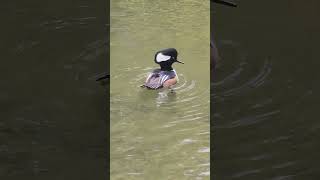 Beautiful Hooded merganser at Central Park Burnaby birds nature amazingvancouver [upl. by Moureaux909]