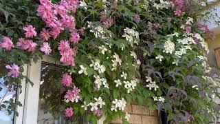 Growing Clematis in Pots [upl. by Pegeen644]