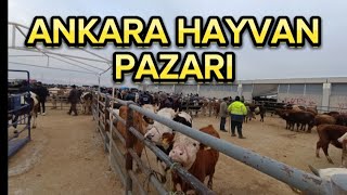 ANKARA ÇUBUK HAYVAN PAZARI 25 OCAK 2024 [upl. by Hpejsoj]