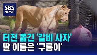 터전 옮긴 갈비 사자…딸 이름은 구름이  SBS [upl. by Agrippina]