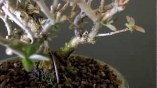 イボタノキE1（水蝋の木盆栽）Ligustrum obtusifolium bonsai [upl. by Rush414]