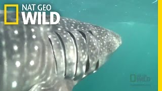 Whale Sharks Found  Shane Untamed [upl. by Hyps]