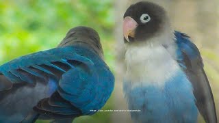 Two Lovebird Personata Chirping in The Morning 2023 [upl. by Akenahc385]