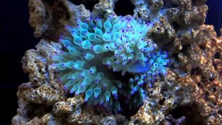 Green Bubble Tip Anemone Feeding [upl. by Atina112]