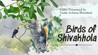 Birds of Shivakhola birds bird nature shivakhola wilslife photography birdwatching videos [upl. by Aliemaj]