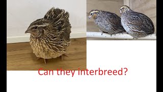 Can Bobwhite interbreed with Coturnix [upl. by Woll723]