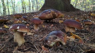 OGROOMNY wysyp grzybów SETKI GRZYBÓW W JEDNYM MIEJSCU mushroom boletus [upl. by Dnomyar403]