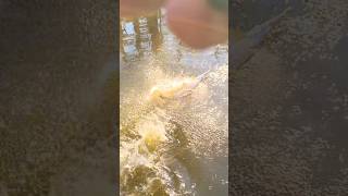 Hooking a giant longnose gar fishinglure bassfishing garfishing fishing swamp [upl. by Eidur]