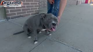 Brutus  8 Year Old Staffordshire Terrier  Best Dog Trainer Cleveland Ohio [upl. by Lesly256]