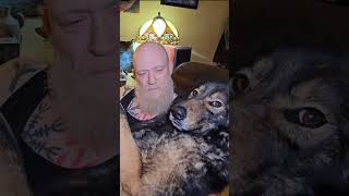 Man Saves Wolfdog  They are Now Bonded for Life [upl. by Rambort]