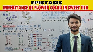 Epistasis  Inheritance of Flowers colour Pigment Phenotype in Sweet Pea  Genetics Muneer [upl. by Chrotoem]