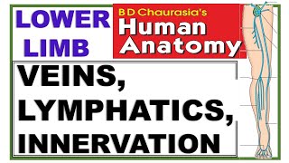 Chp11 BDC Vol2  Lower Limb  Venous amp Lymphatic Drainage and Cutaneous Innervation [upl. by Debee]