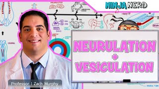 Embryology  Neurulation Vesiculation Neural Crest Cell Migration [upl. by Doti]