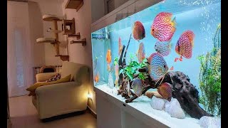 Top 5 Best Home Aquarium for Discus  Unbelievable Discus Tank [upl. by Nakashima321]