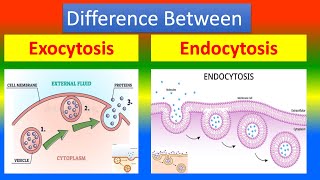 Distinction Between Exocytosis and Endocytosis [upl. by Aid]