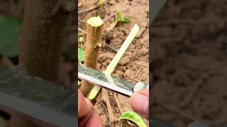 Grafting Success in Minutes grafting graft nature satisfying plants gardening garden fruit [upl. by Havard]