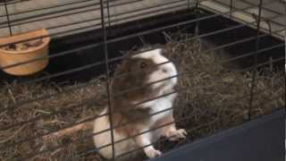 AWESOME SINGING GUINEA PIG [upl. by Akisej]