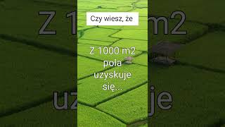 ZBIORY RYŻU 🌾 shorts [upl. by Naltiac]