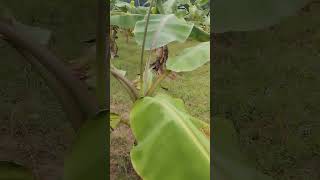 Sigatoka leaf spot banana plant ☘️🍌🍌🌱t agriculture farming natural banana [upl. by Donoho]