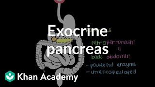 Exocrine pancreas  Gastrointestinal system physiology  NCLEXRN  Khan Academy [upl. by Nnylekoorb]