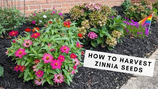 How to Harvest Zinnia Seeds to Save for Next Year [upl. by Eerehs]