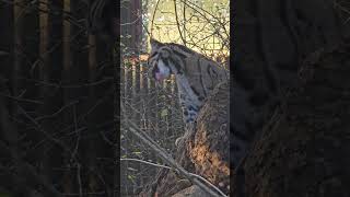 Clouded Leopard shorts wildlife wildlifephotography [upl. by Thorn676]