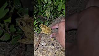 Catch frogs in the forest and make you laugh shorts [upl. by Rossie343]