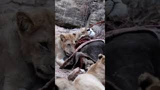 Too Full to Move Lionesses Rest After a Satisfying Feast Wildlife Lions AnimalKingdom Survival [upl. by Aicinat]